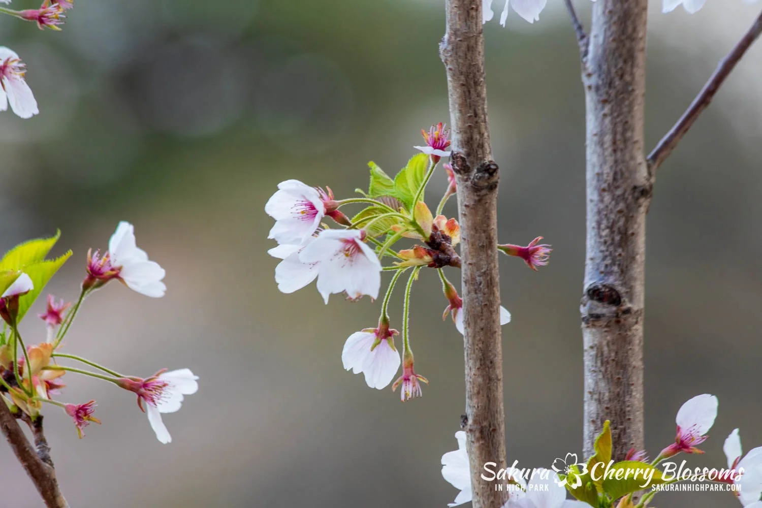 その他 MEGASPACEMOLLY100% Blooming-Sakura MEGASPACEMOLLY100% Blooming-Sakura